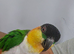 Male black headed caique