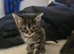 Have 1 girl 1 boy available
