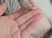 Scottish fold x ragdoll