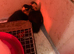 2 call ducklings