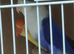Love birds bonded with D N A  certificates care of