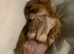 Imperial Shih Tzu