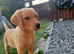 Beautiful KC registered labrador puppies