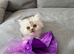 Persian Chinchilla Ragdoll Kittens Cat cute cats fluffballs adorable pets animals