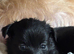 F2 pomapoo pups for sale