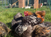 Gold/silver laced Brahma hatching eggs