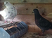 Pigeons for sale