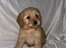Cockapoo puppy's for sale