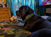 Gorgeous 11 month female cane corso