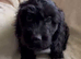 Absolutley gorgeous Cockapoo x puppies