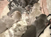 Luxury French Bulldogs For Sale