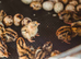 Young Japanese Quail