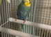 Budgie