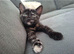 2 FEMALE KITTENS READY NOW.