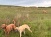 Handsome Lurcher boy looking for home