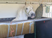 Renault master 3.5 tonne horsebox