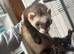 ferret