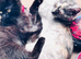 Maine coon cross with British shorthair kitty