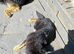 Germanshepherd  pup for Sale