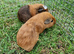 2California x boys guinea pigs IP3