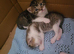 Kittens