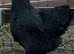 Blue/black Brahma hatching eggs