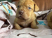 Dogue de bordeaux pups
