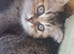 TICA Scottish Folds and Straights
