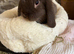 Mini lops/raised indoors/ vaccinated