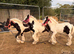 Cob weaned colts