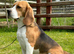 Extensively DNA tested puppies