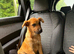 German shepherd cross
