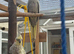 2 cockatiels