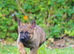 German Shepherd Puppies for sale!!