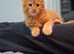 Beautiful ginger mainecoon boy