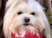 Beautiful Spayed Adult Girl