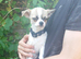 Apple head chihuahua boy 17w