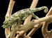 Baby Jackson xantholophus chameleons