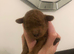 KC RED TOY POODLE STUD