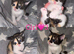 7 GORGEOUS RAGDOLL CROSS KITTENS