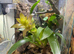 Young crested gecko