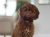 F1 red cockapoo