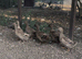 Khaki Campbell females for sale