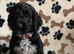 Exquisite cockapoo puppies from Health tested parents