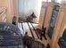 13 week Belgian malinois x dutch herder