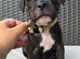 Staffordshire bull terrier puppies