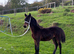 Upstanding colt