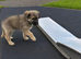 Two German shepherd puppies for sale