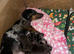 Miniature dachshund puppies
