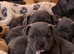 8 blue bundles of joy